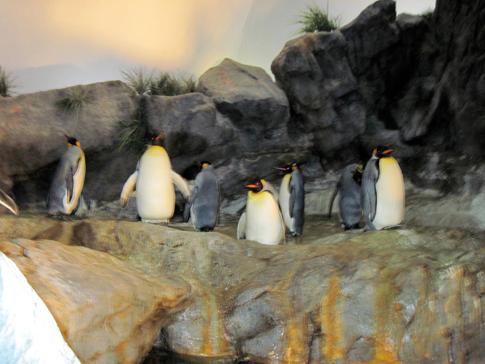 Penguin & Puffin Coast-King Penguins