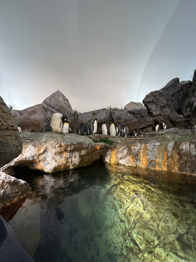 Penguin & Puffin Coast — Penguin Cove