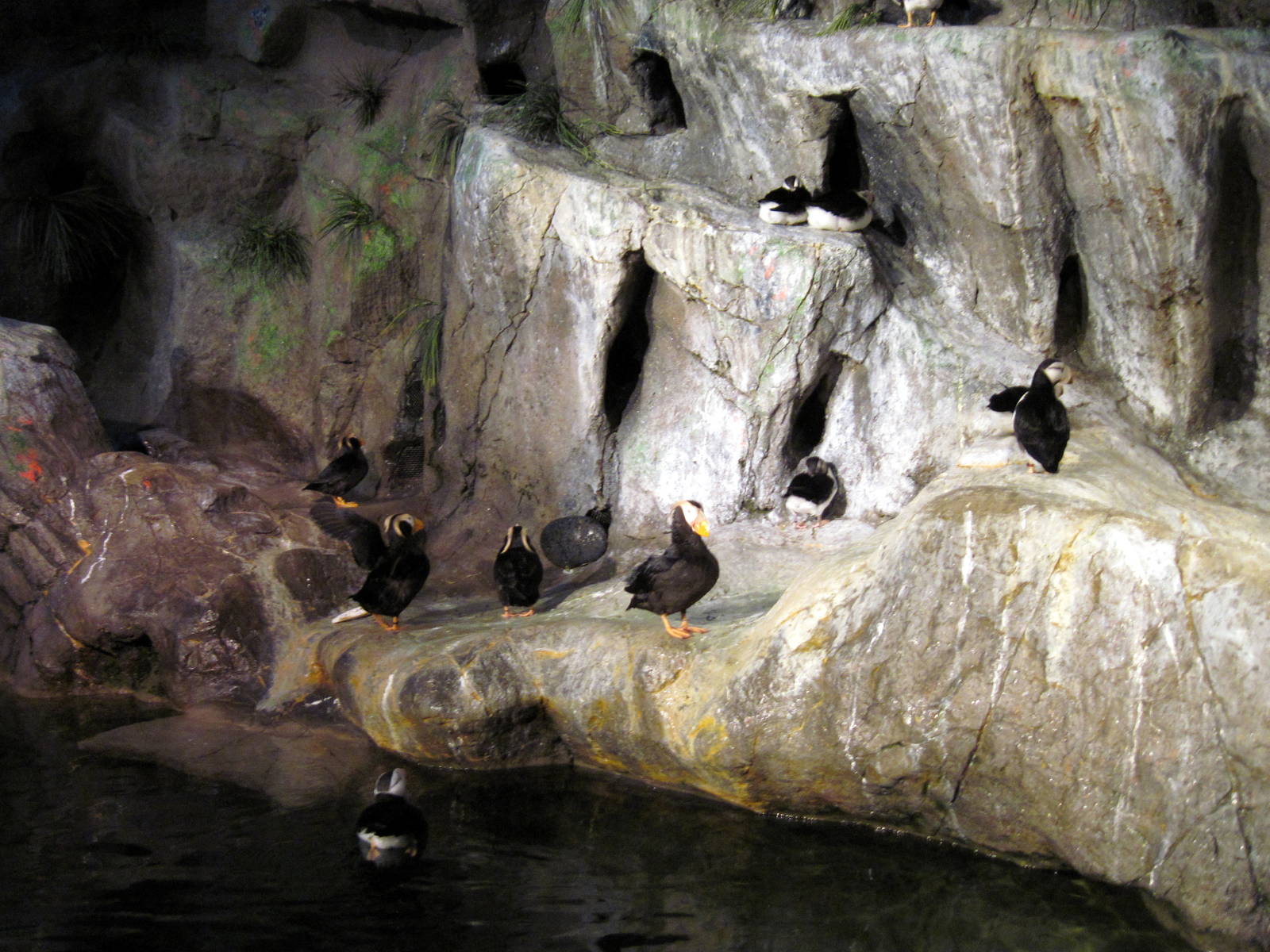 Penguin & Puffin Coast-Puffins