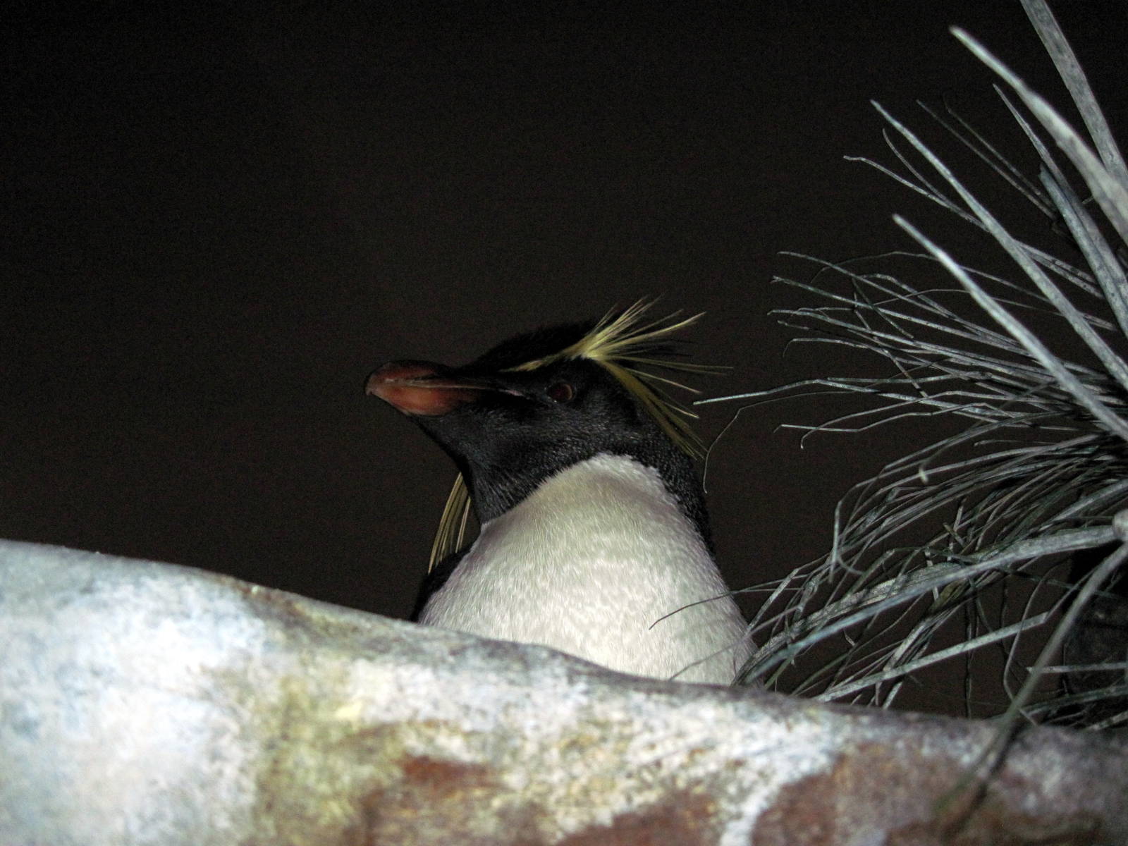 Penguin & Puffin Coast-Rockhopper Penguin