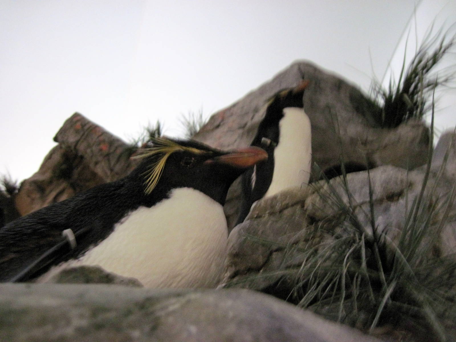 Penguin & Puffin Coast-Rockhopper Penguins