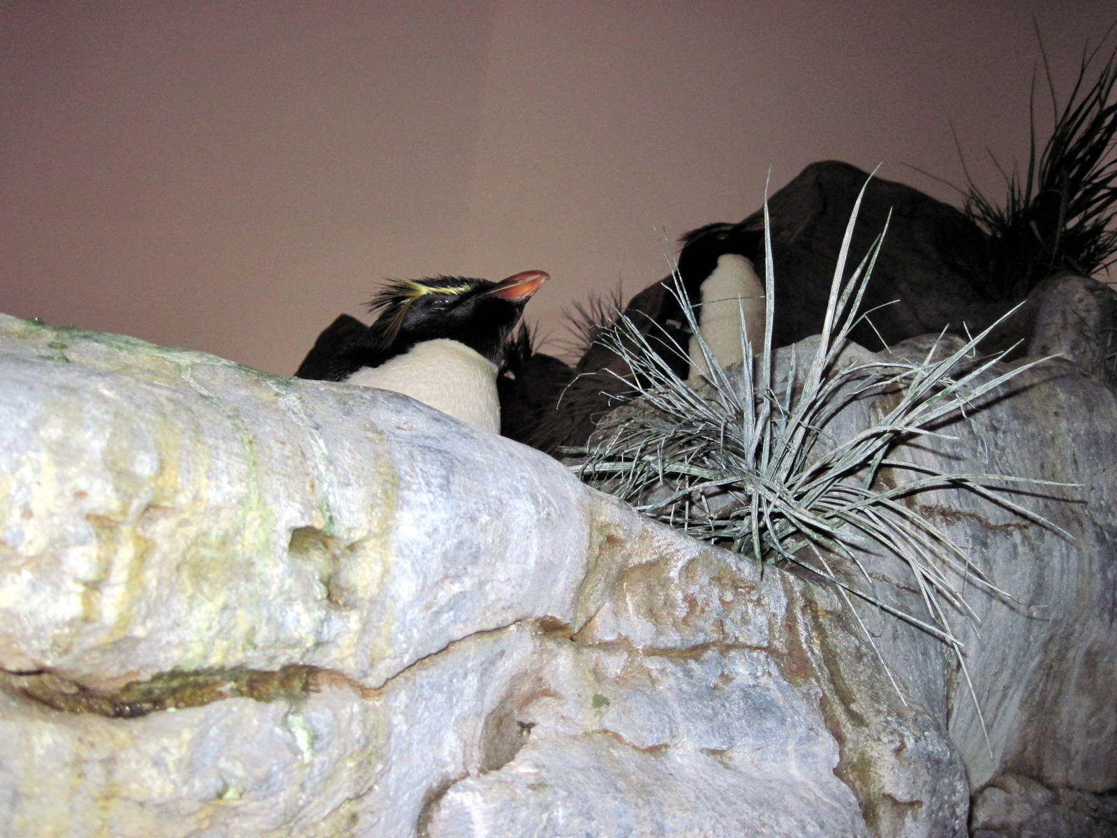 Penguin & Puffin Coast-Rockhopper Penguins