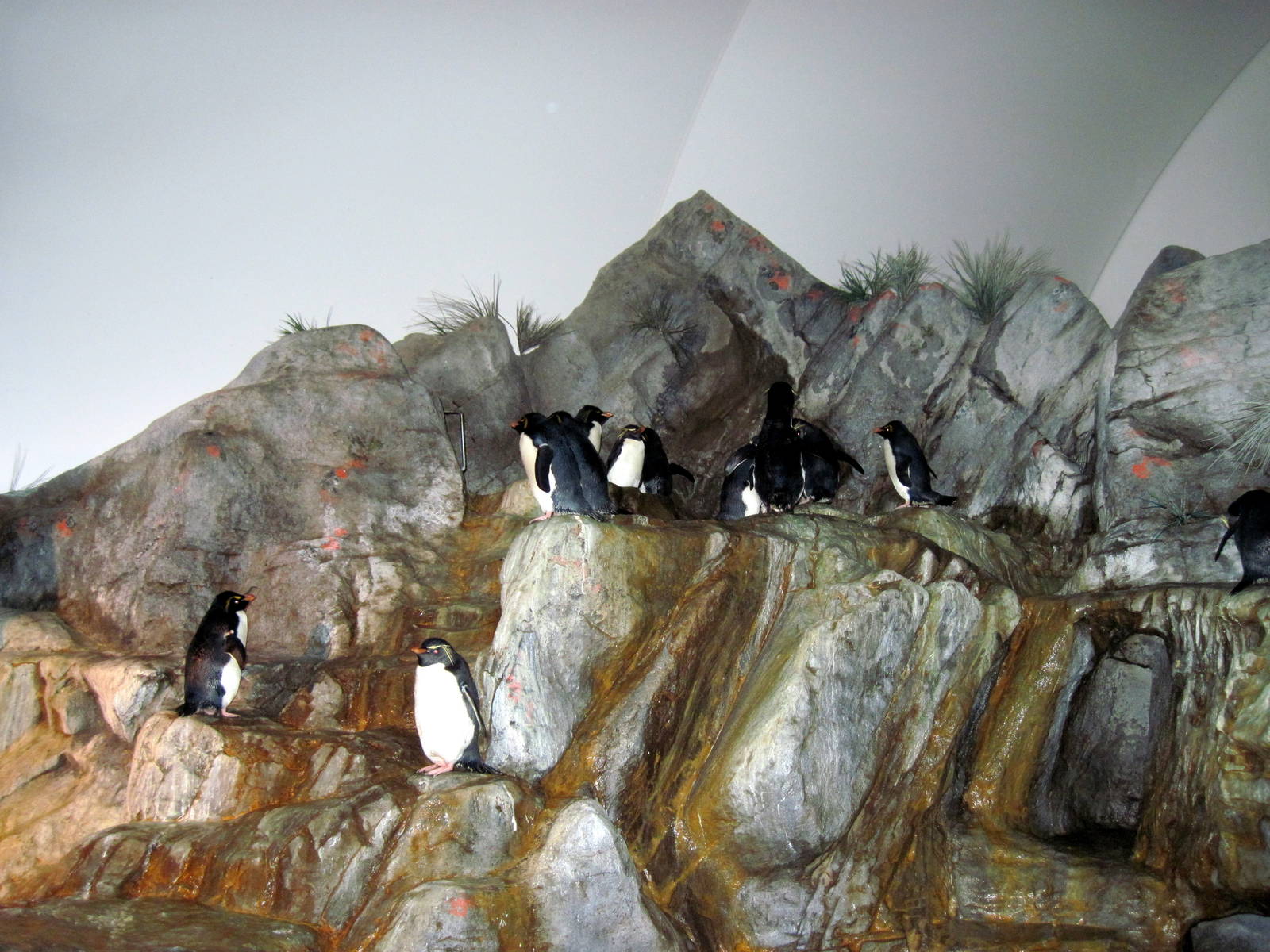 Penguin & Puffin Coast-Rockhopper Penguins