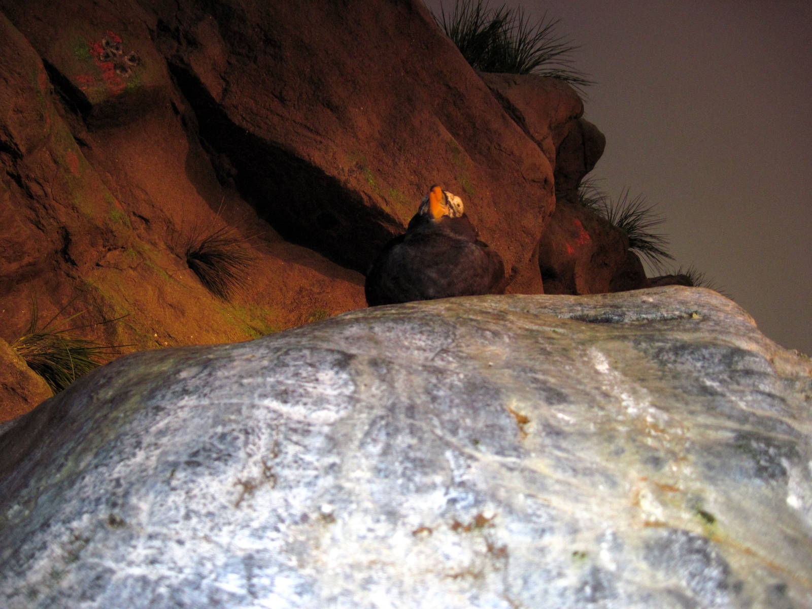 Penguin & Puffin Coast-Tufted Puffin