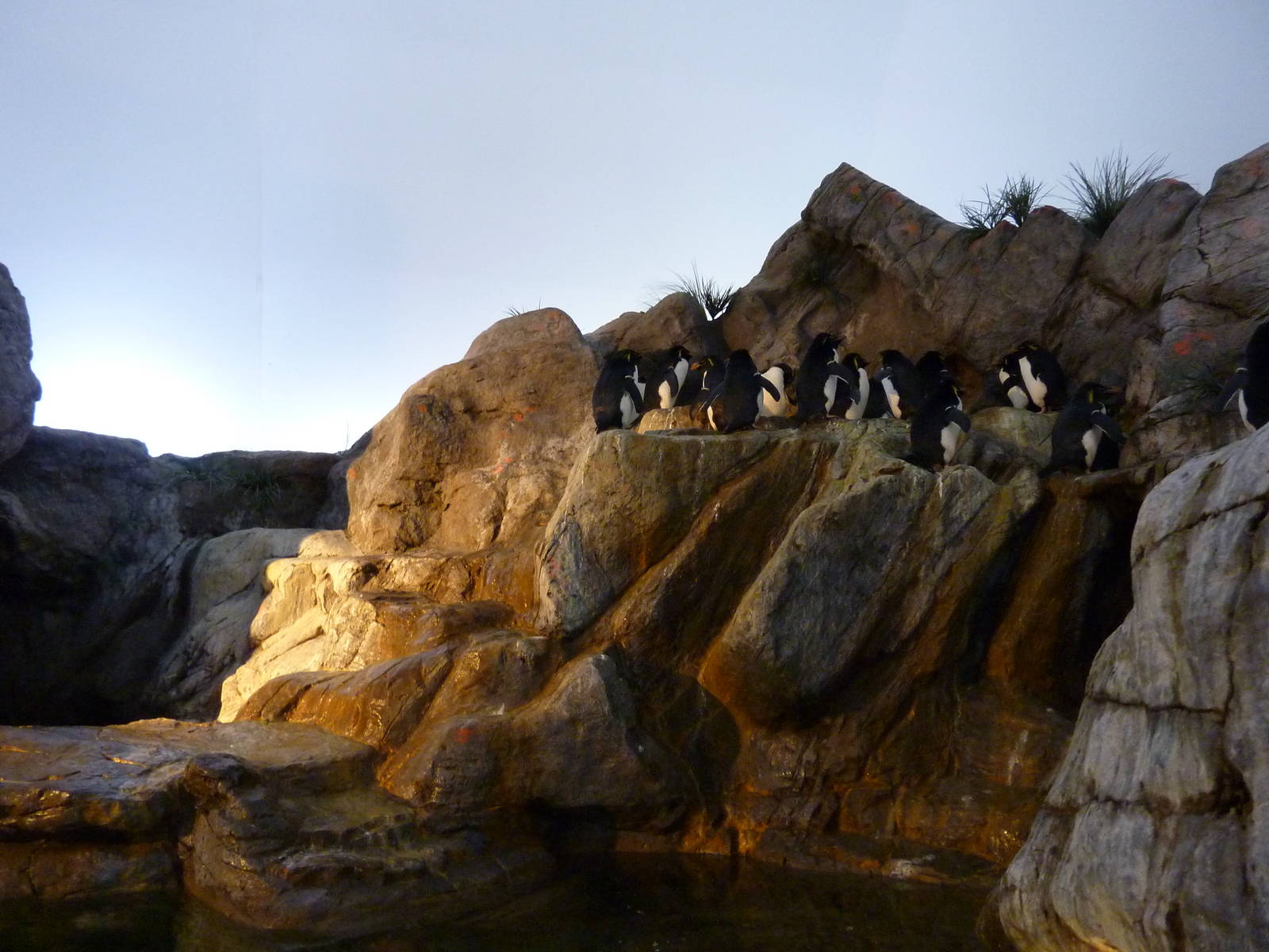 Penguin + Puffin Coast - Walk-Through Exhibit