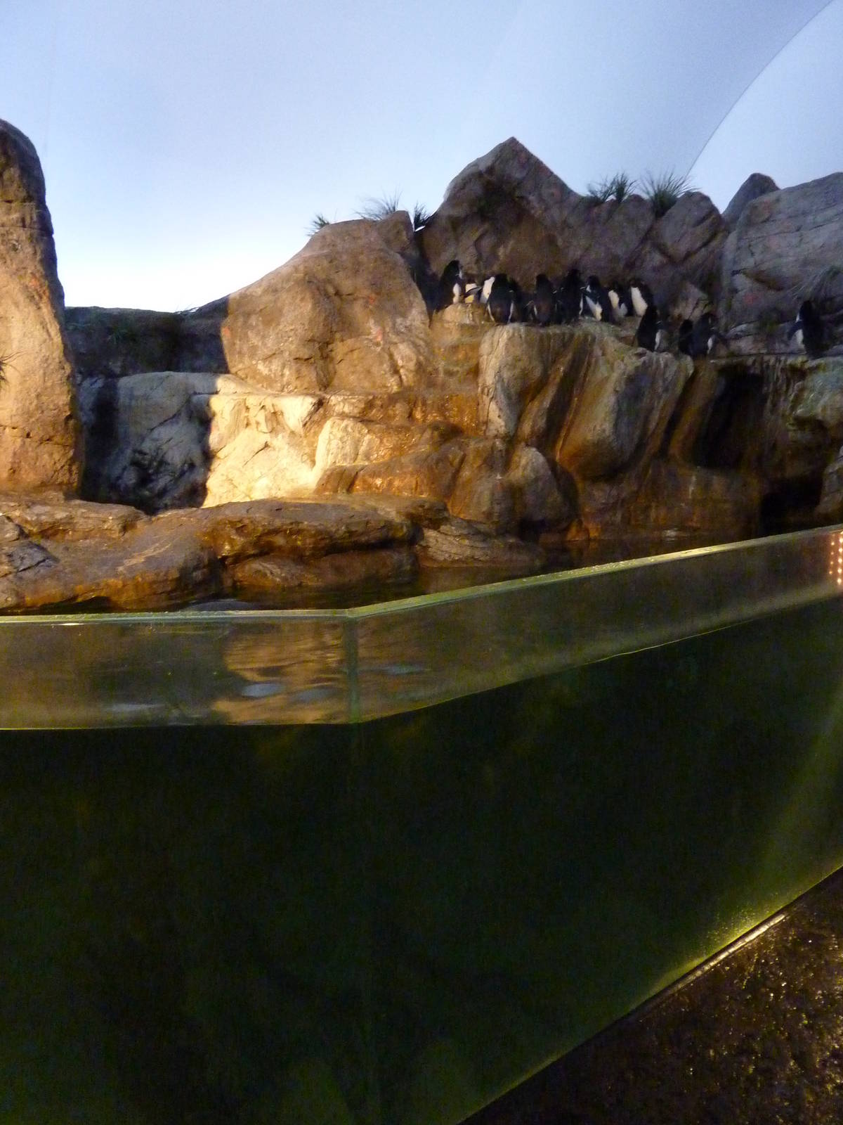 Penguin + Puffin Coast - Walk-Through Exhibit