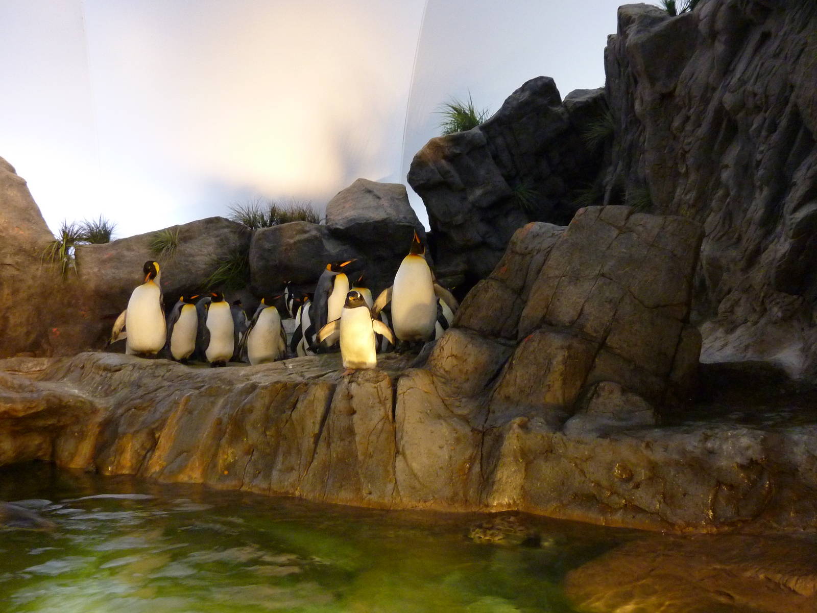 Penguin + Puffin Coast - Walk-Through Exhibit