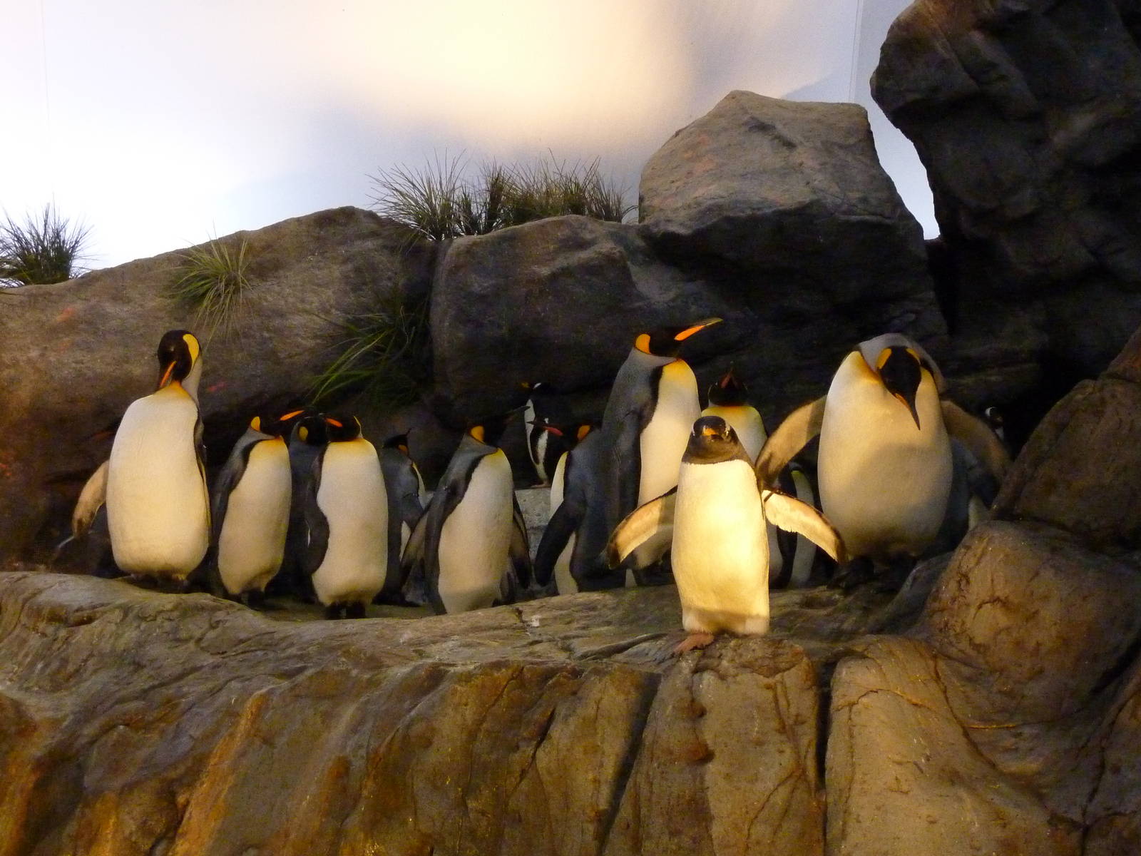 Penguin + Puffin Coast - Walk-Through Exhibit