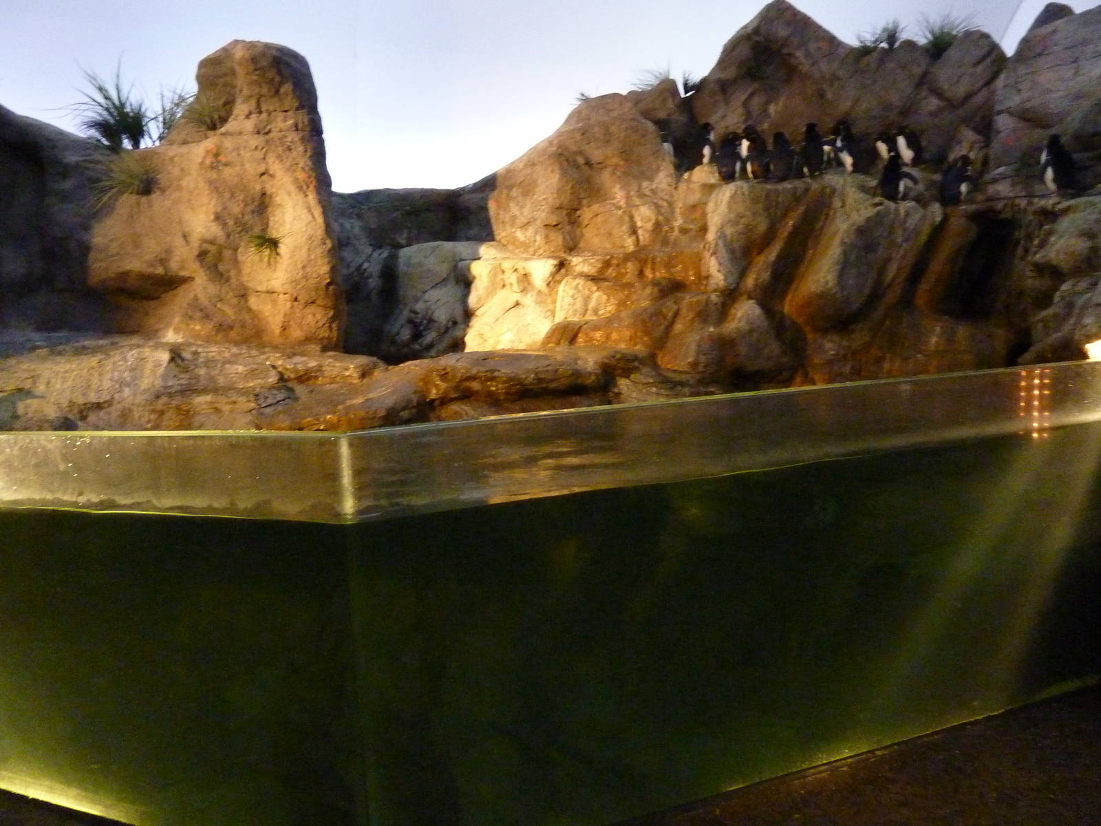 Penguin + Puffin Coast - Walk-Through Exhibit