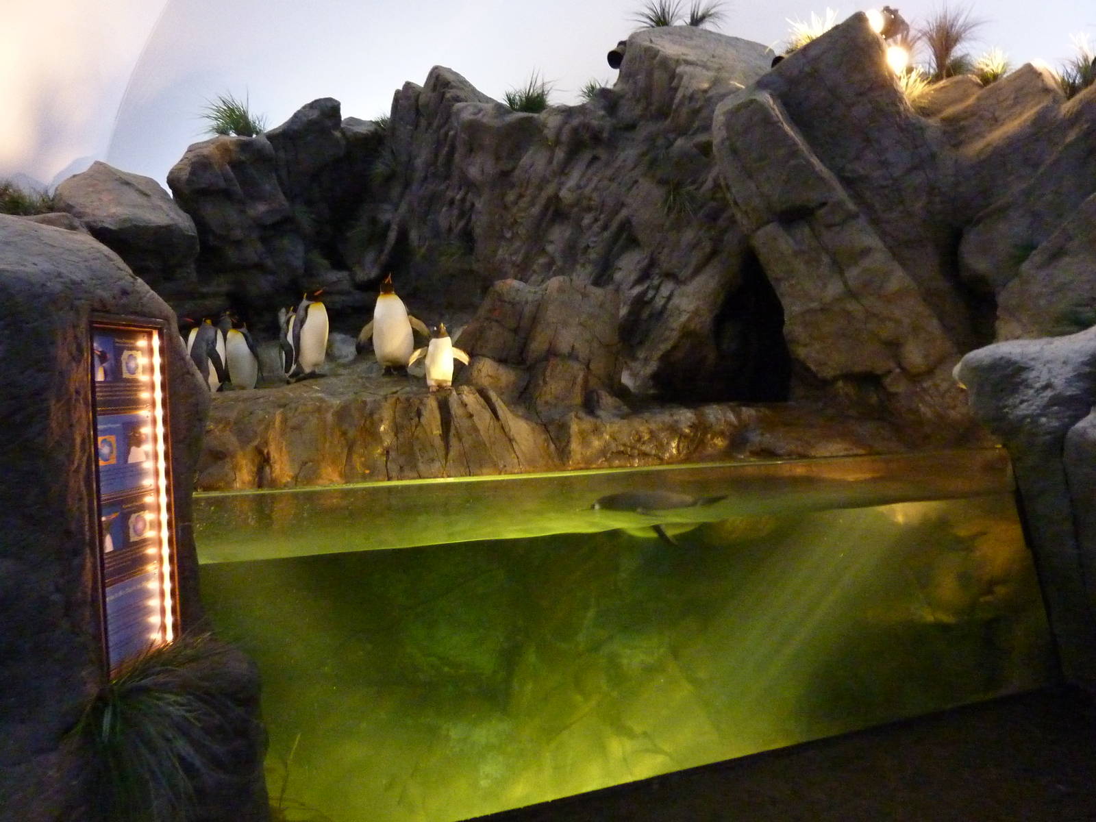 Penguin + Puffin Coast - Walk-Through Exhibit