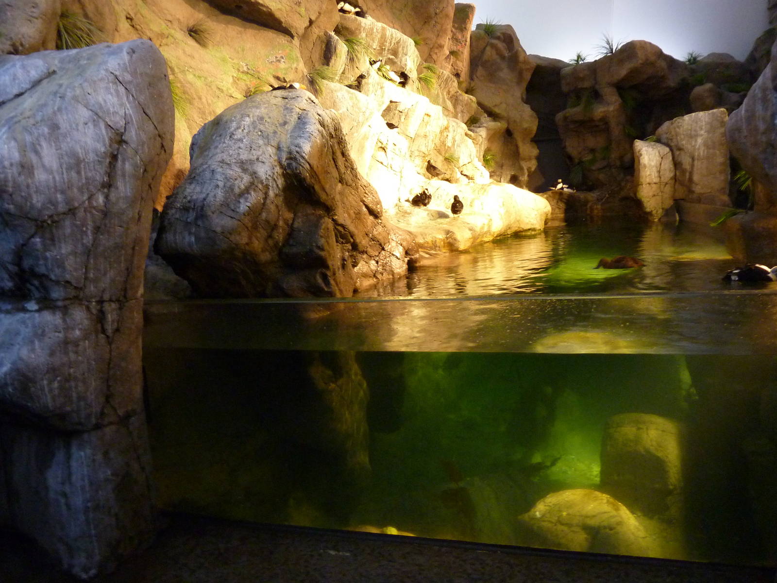 Penguin + Puffin Coast - Walk-Through Exhibit