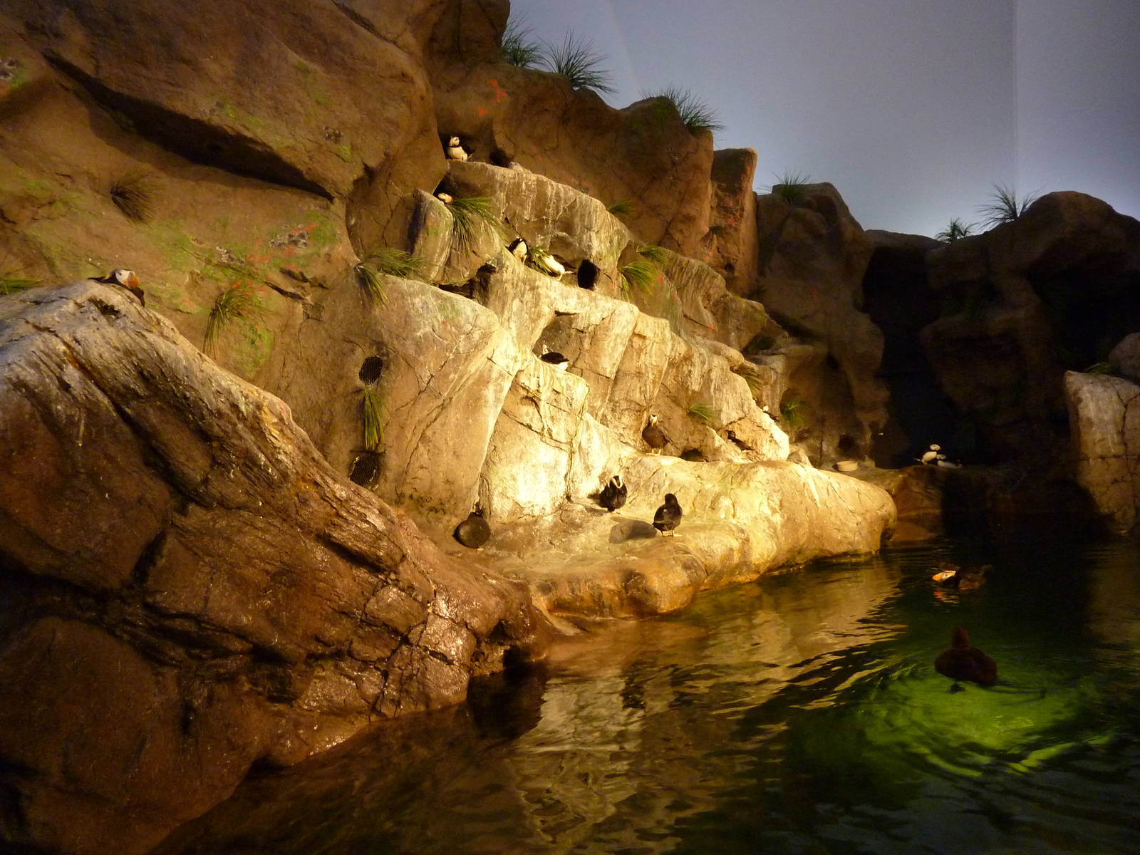 Penguin + Puffin Coast - Walk-Through Exhibit