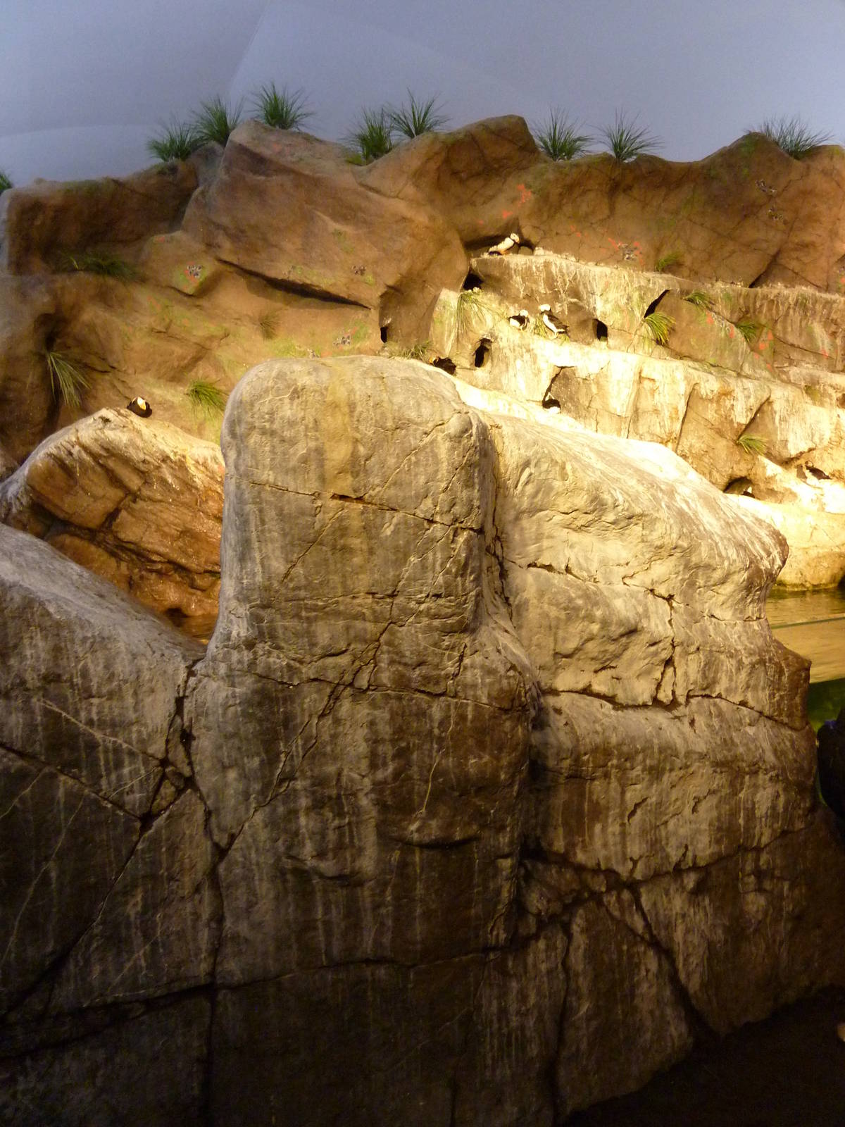 Penguin + Puffin Coast - Walk-Through Exhibit