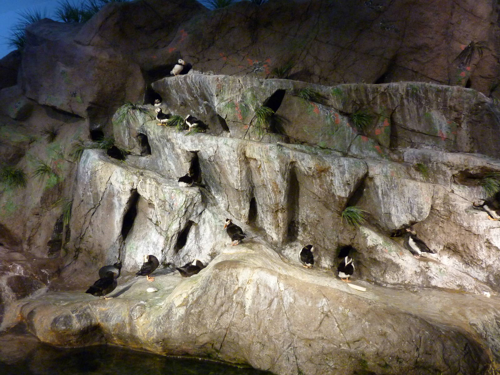 Penguin + Puffin Coast - Walk-Through Exhibit