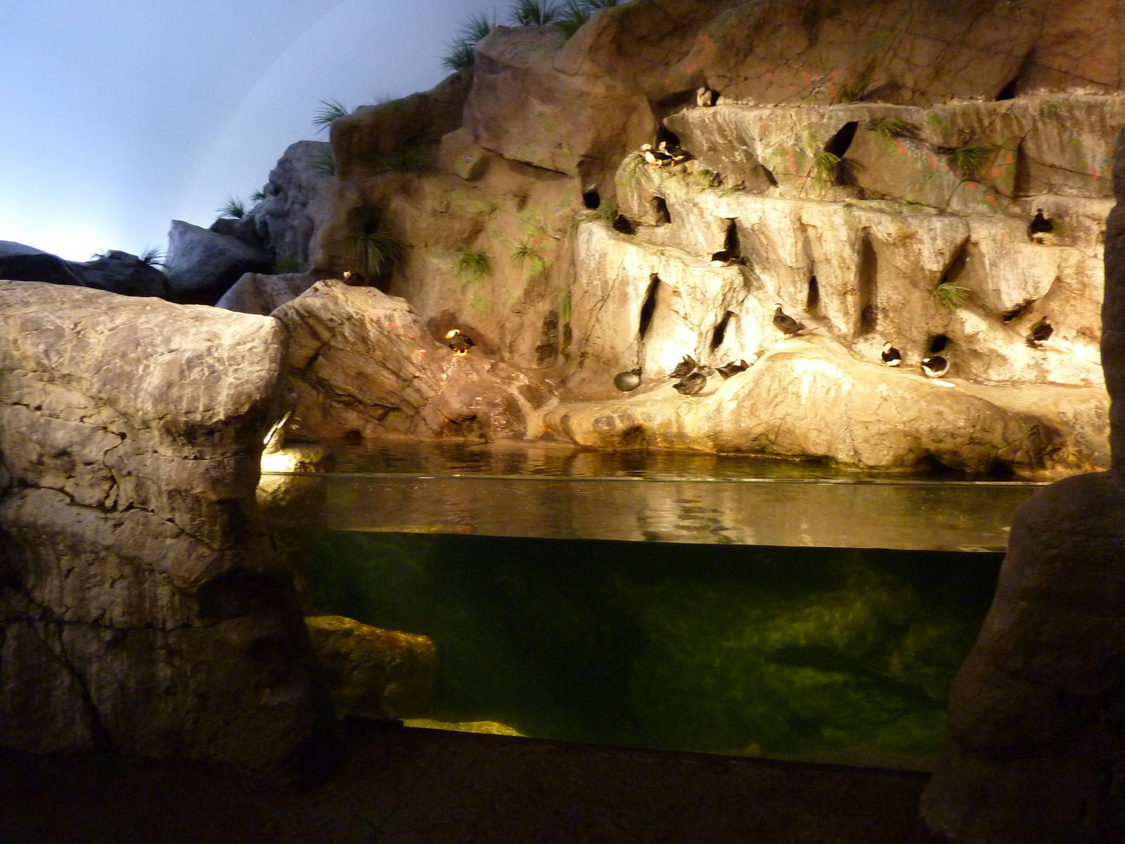 Penguin + Puffin Coast - Walk-Through Exhibit