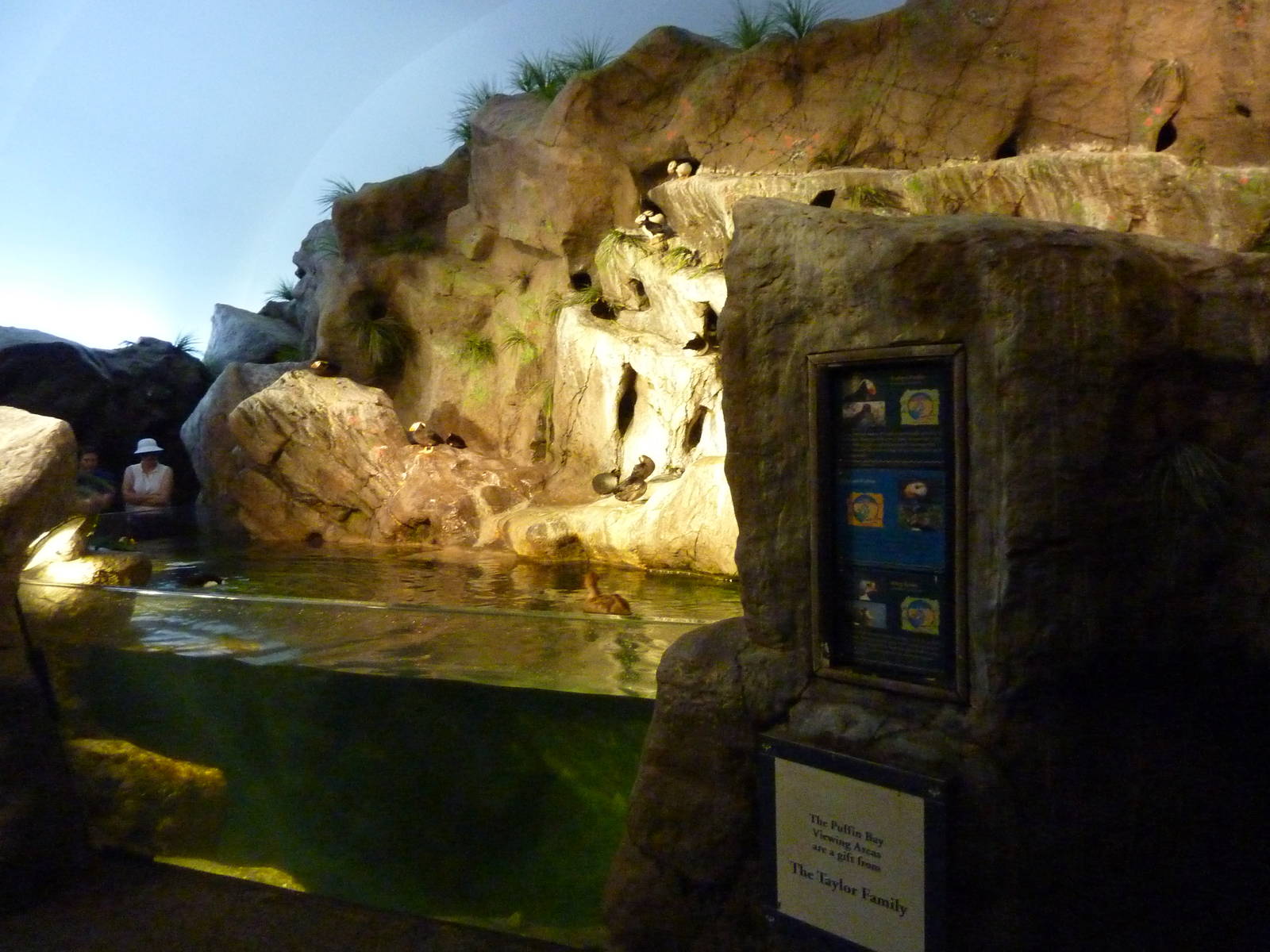 Penguin + Puffin Coast - Walk-Through Exhibit