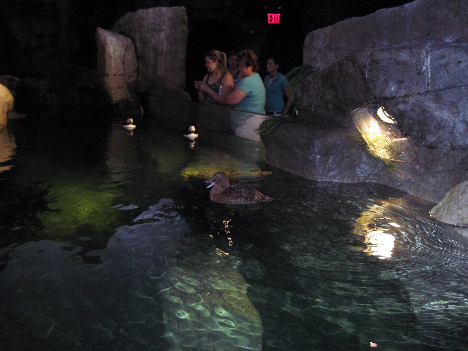 Penguin & Puffin Coast-???