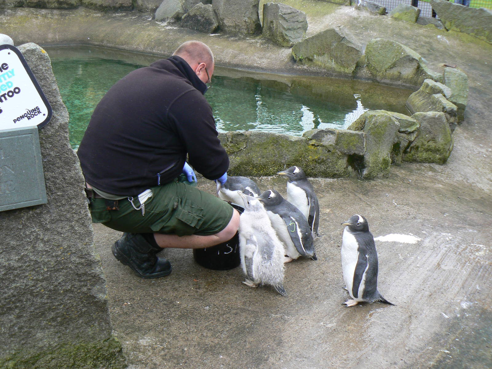 Penguin Rock- Feeding