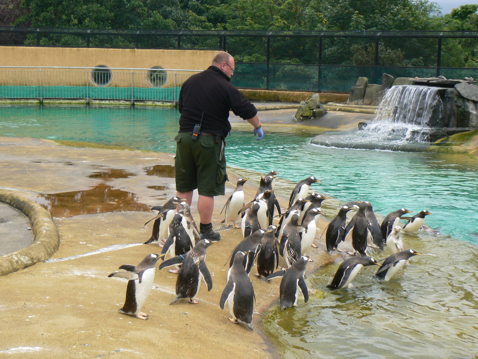 Penguin Rock- Feeding