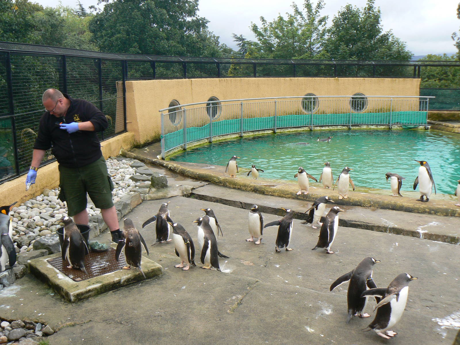 Penguin Rock- Feeding