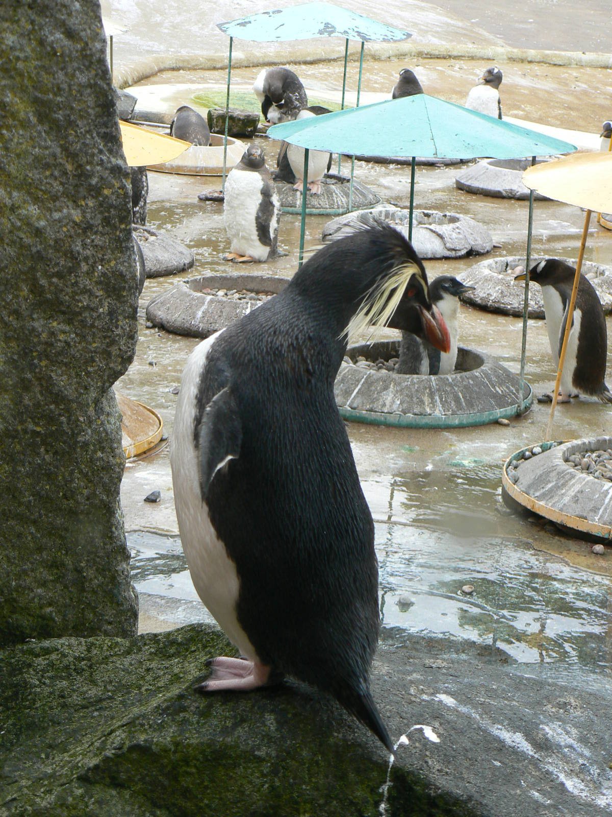 Penguin Rock- Northern Rockhopper Penguin