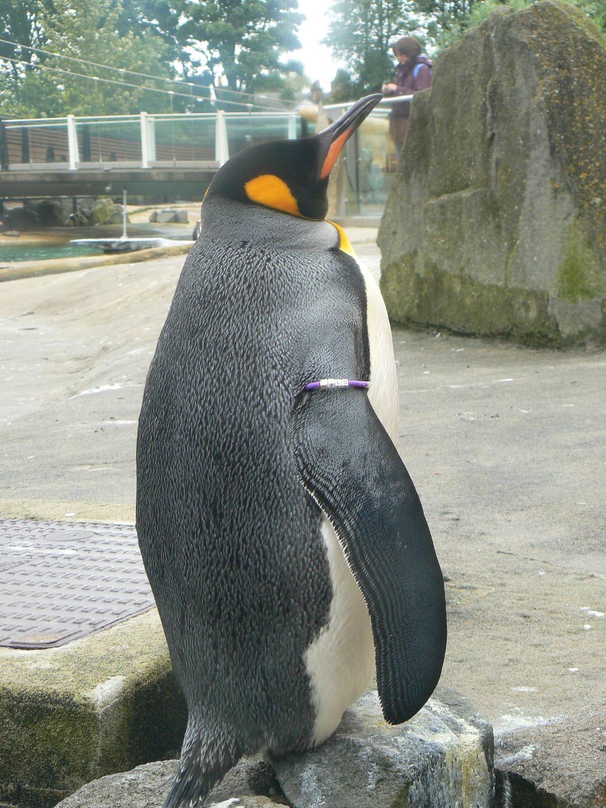 Penguin Rock- Sir Nils