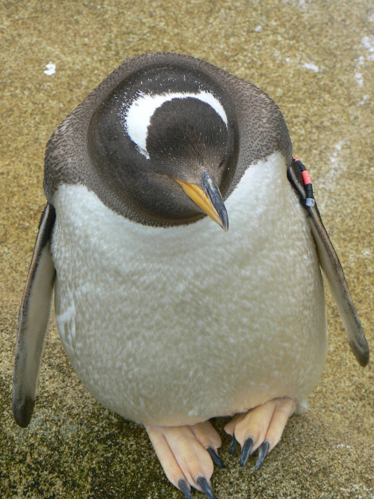 Penguin Rock- Subantarctic Gentoo Penguin