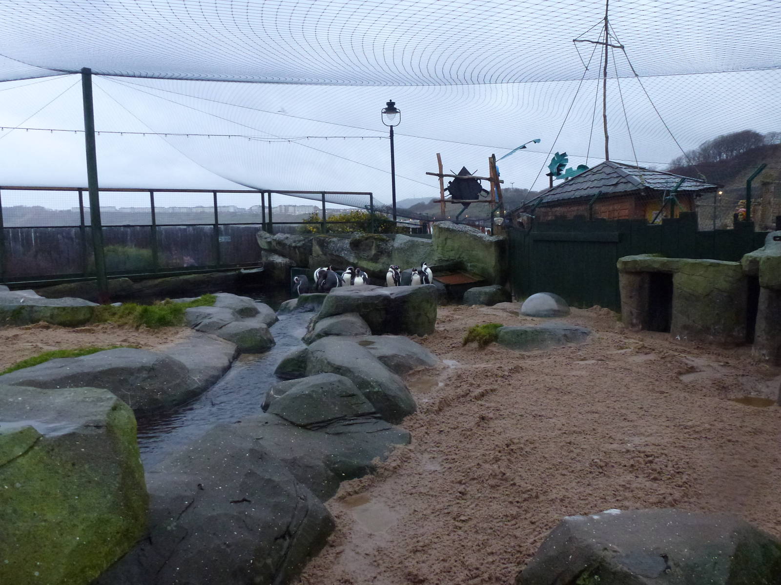 Penguin 'sanctuary', January 2014