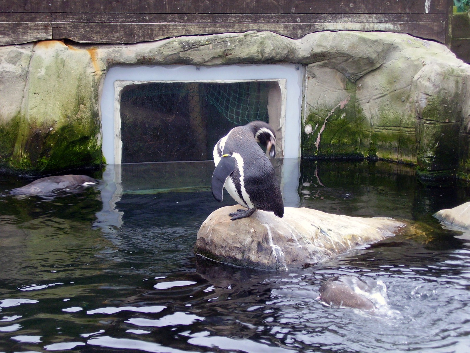 Penguin Sanctuary