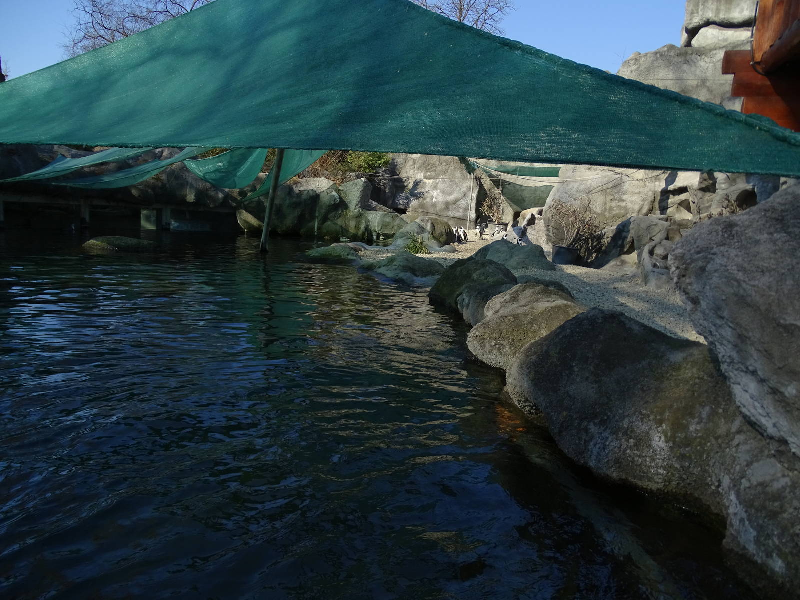 Penguin / seal enclosure