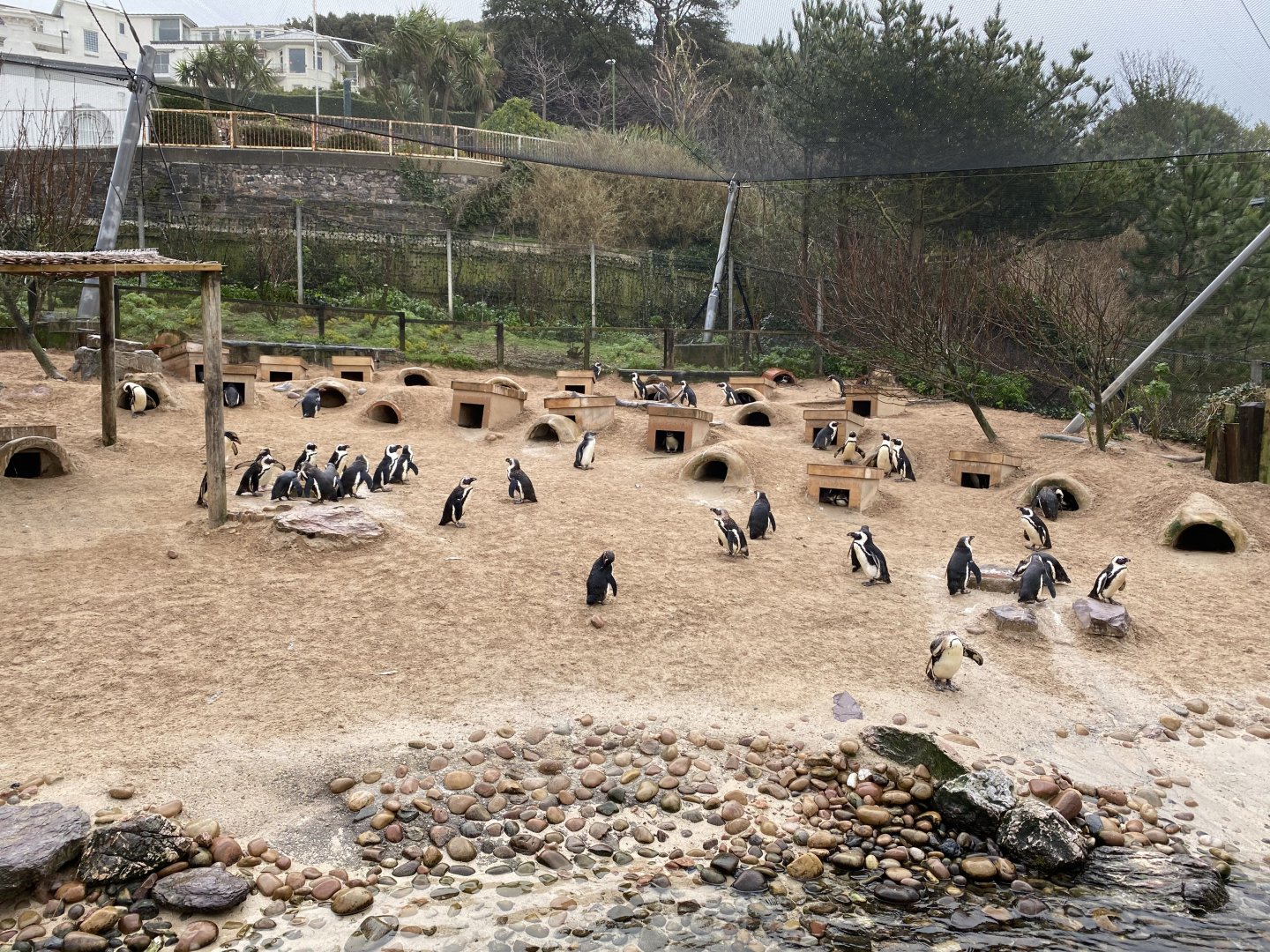 Penguin Shore 160220