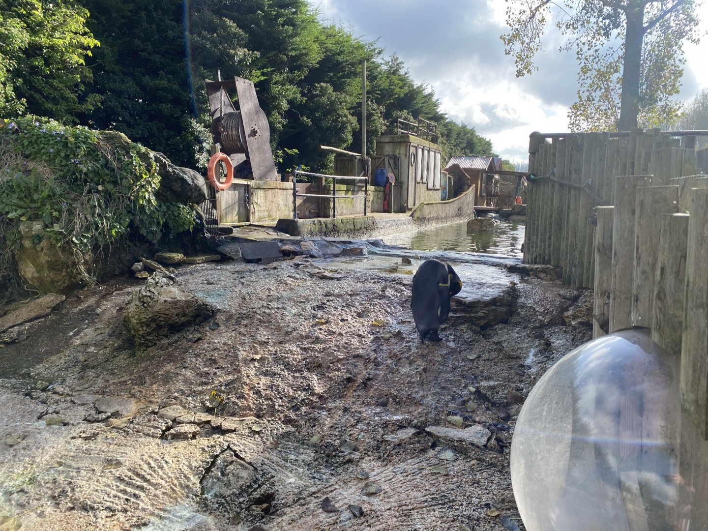 Penguin Shore 241023