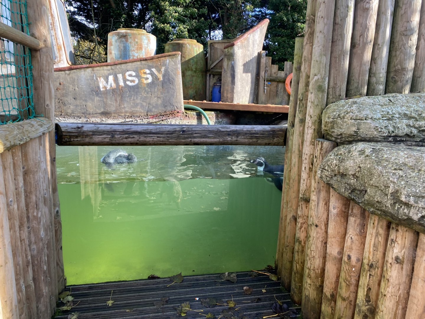 Penguin Shore 241023