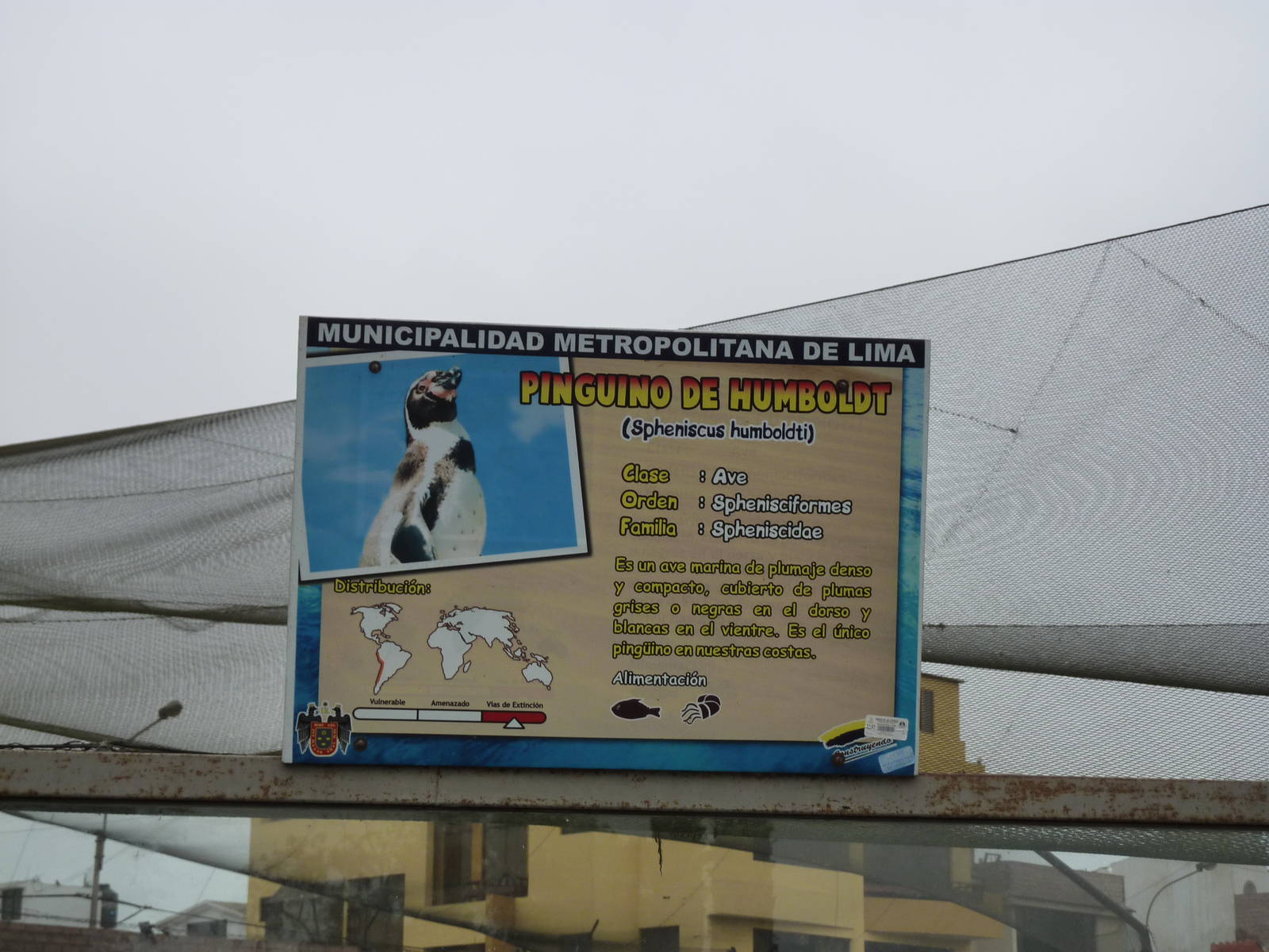 Penguin sign