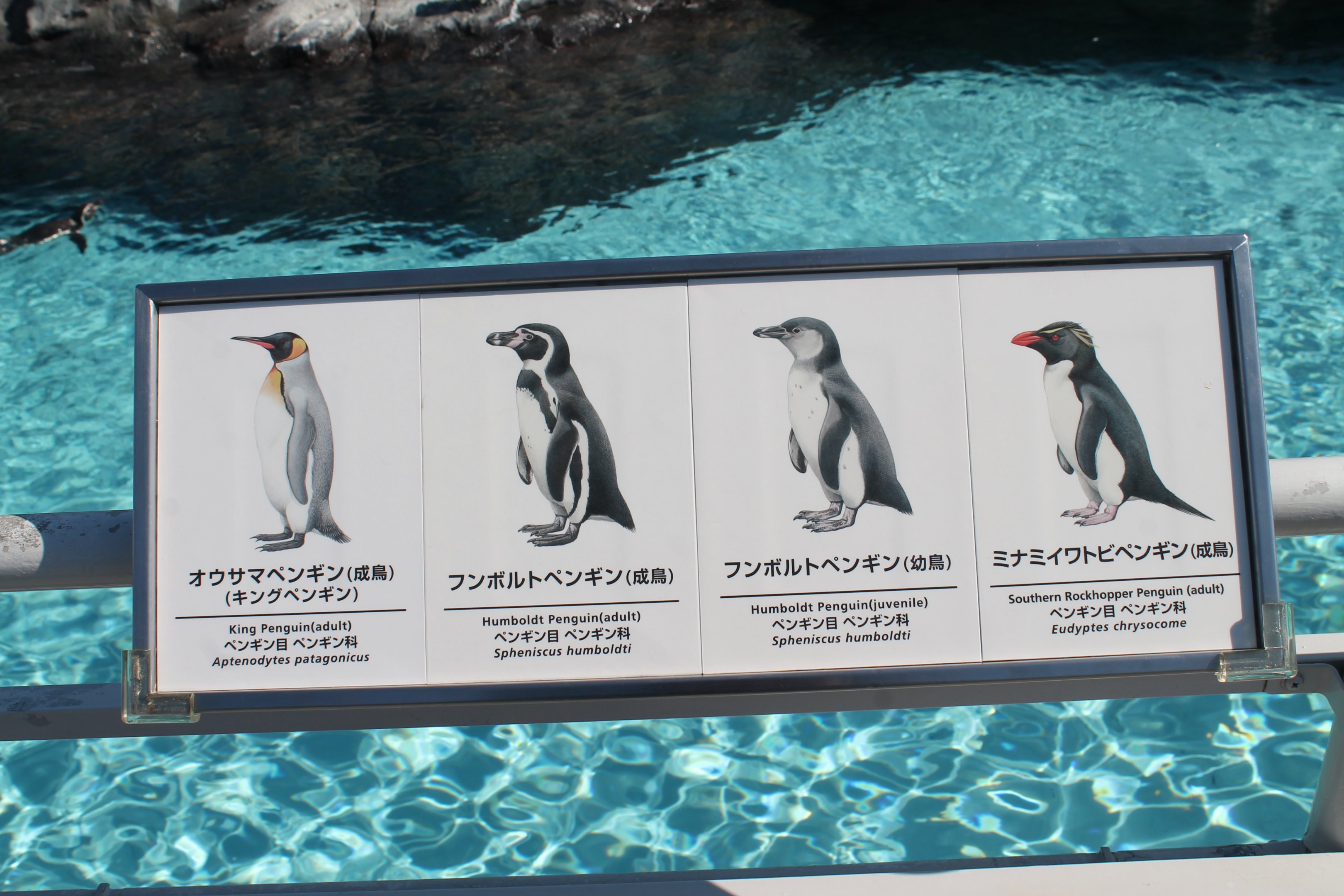 Penguin signage