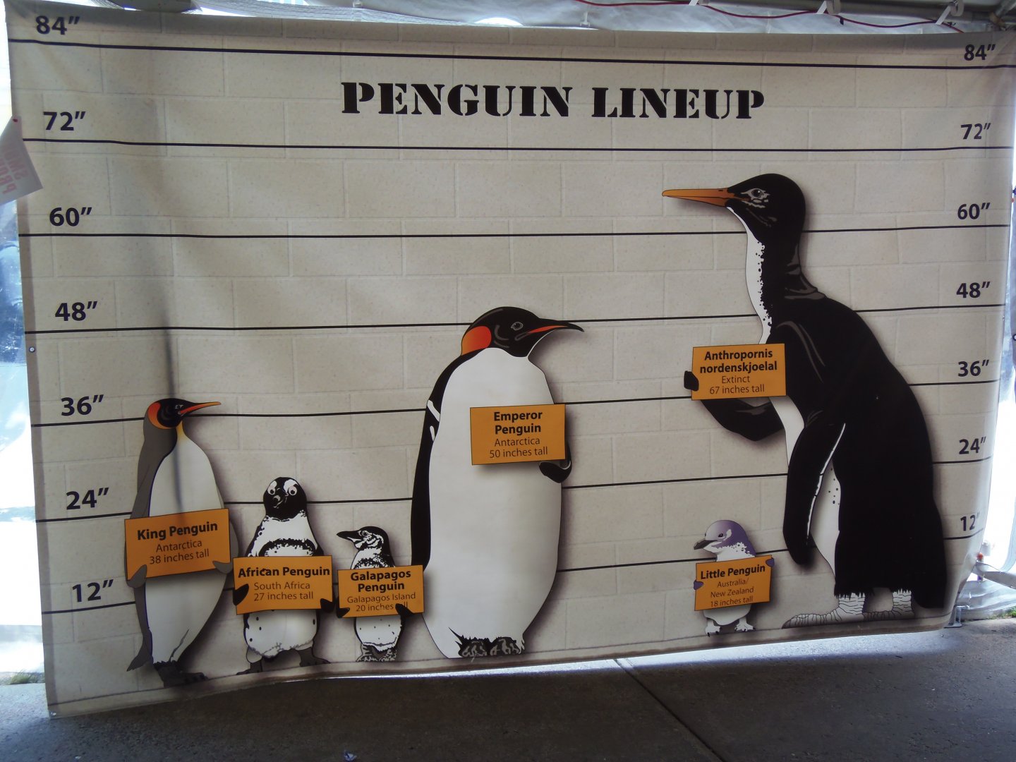 Penguin Size Comparison