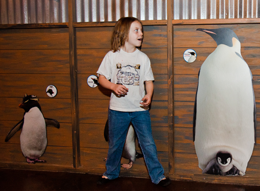 Penguin Size Comparison