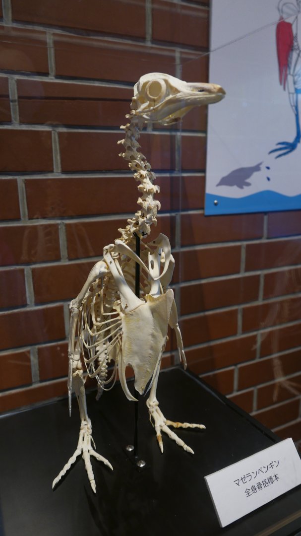 Penguin Skeleton