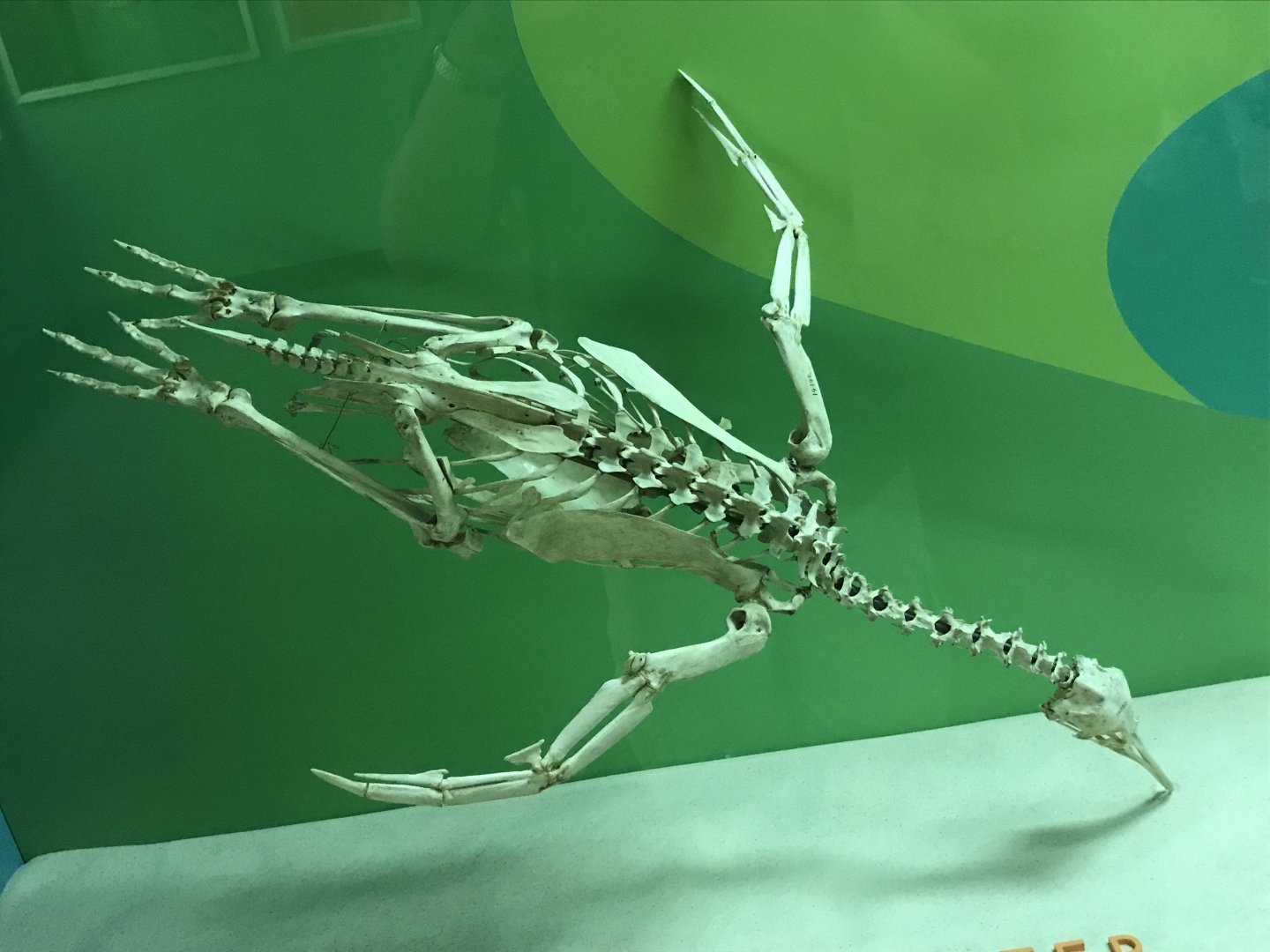 Penguin Skeleton