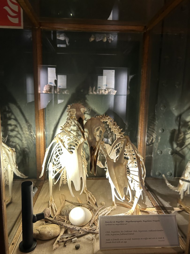Penguin skeleton