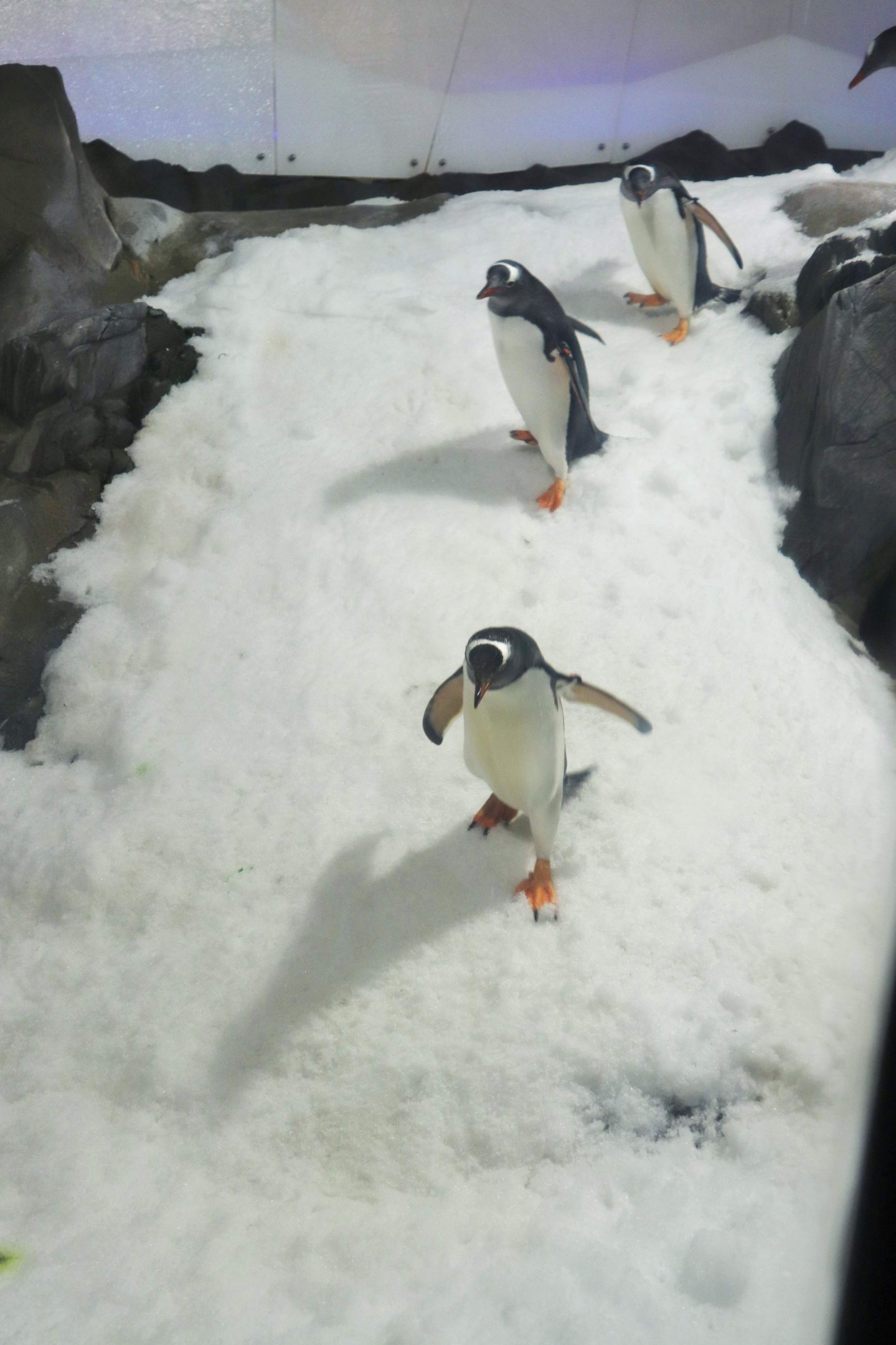 Penguin Slide