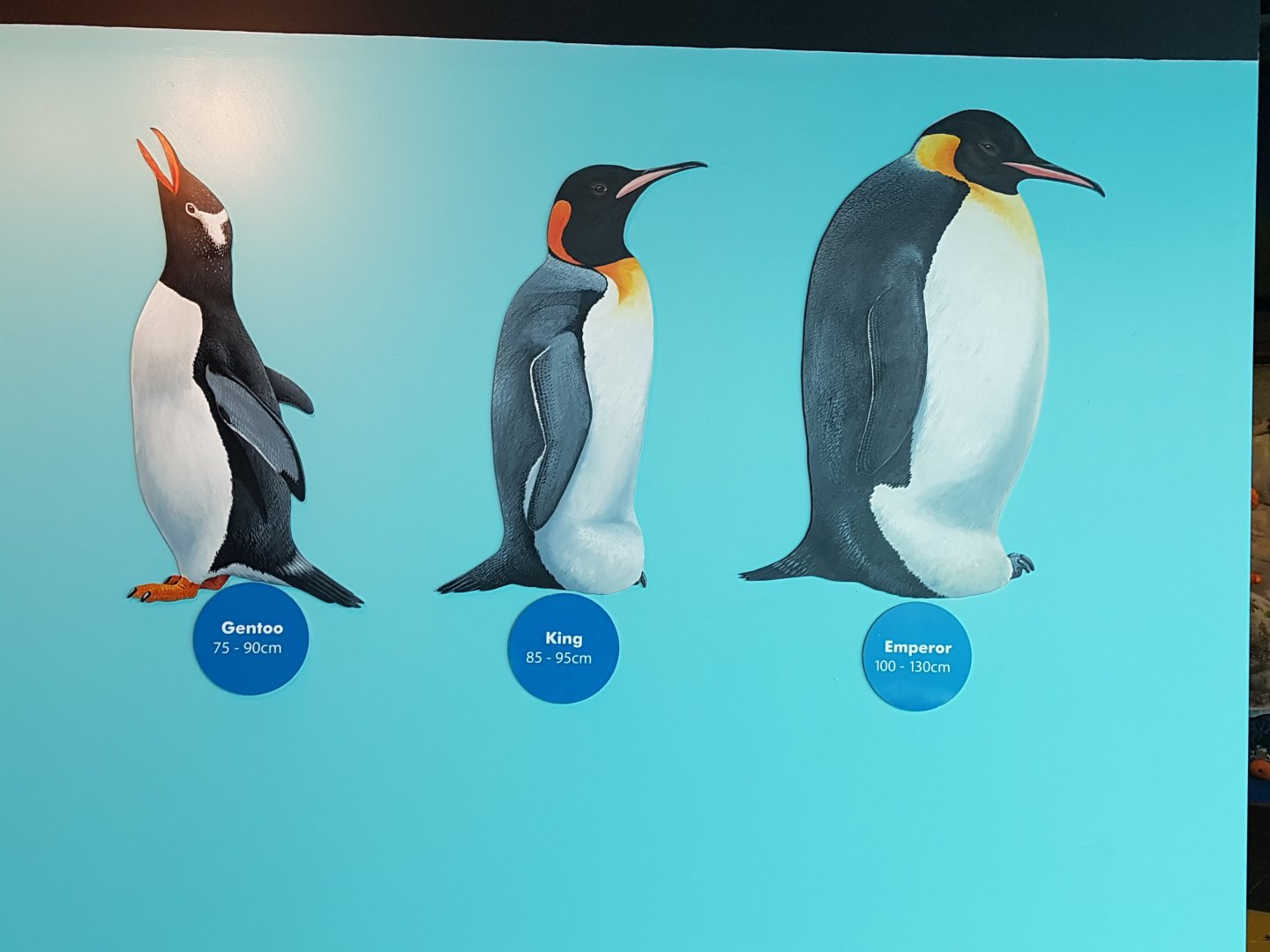 Penguin species sign