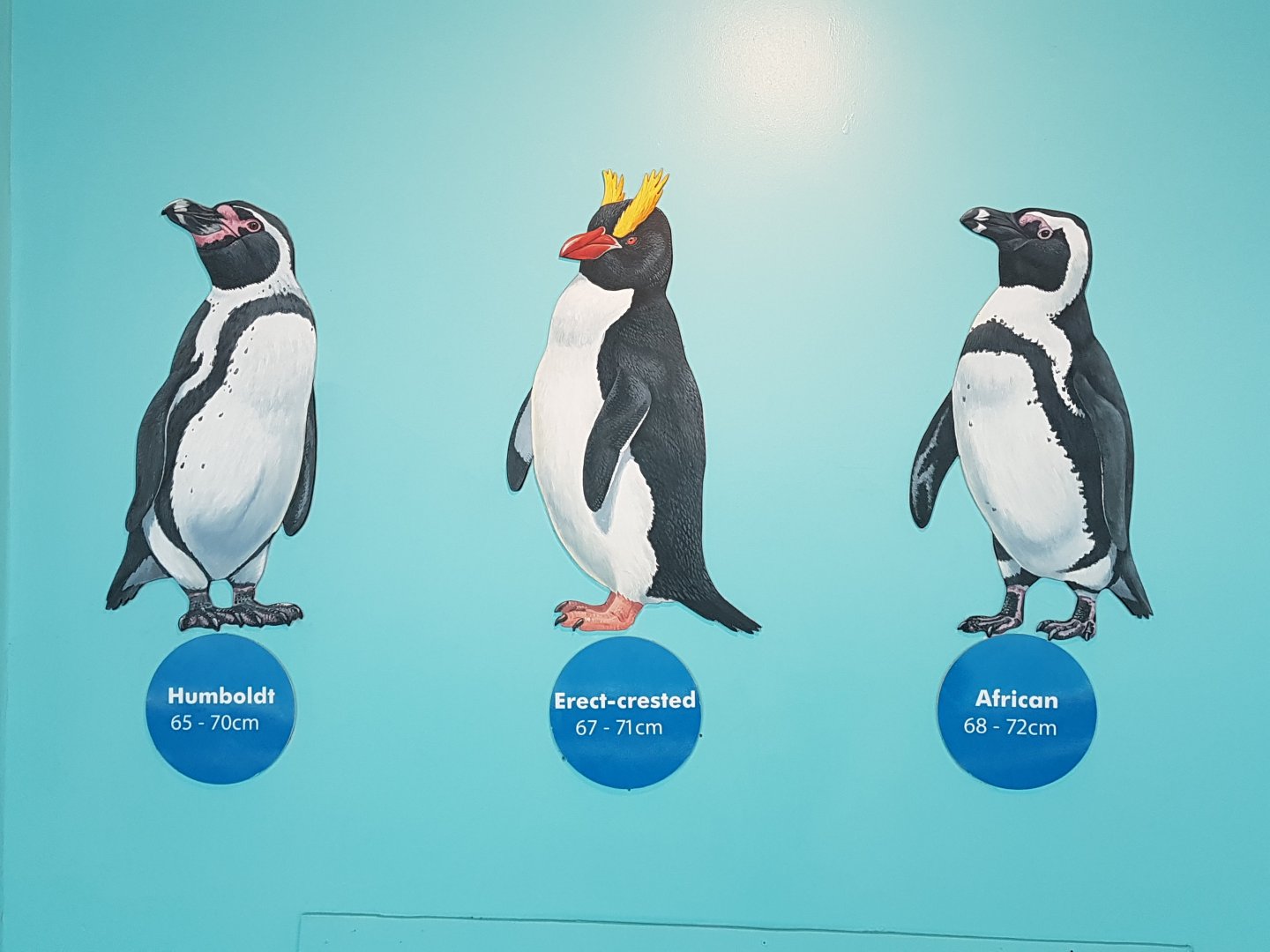 Penguin species sign