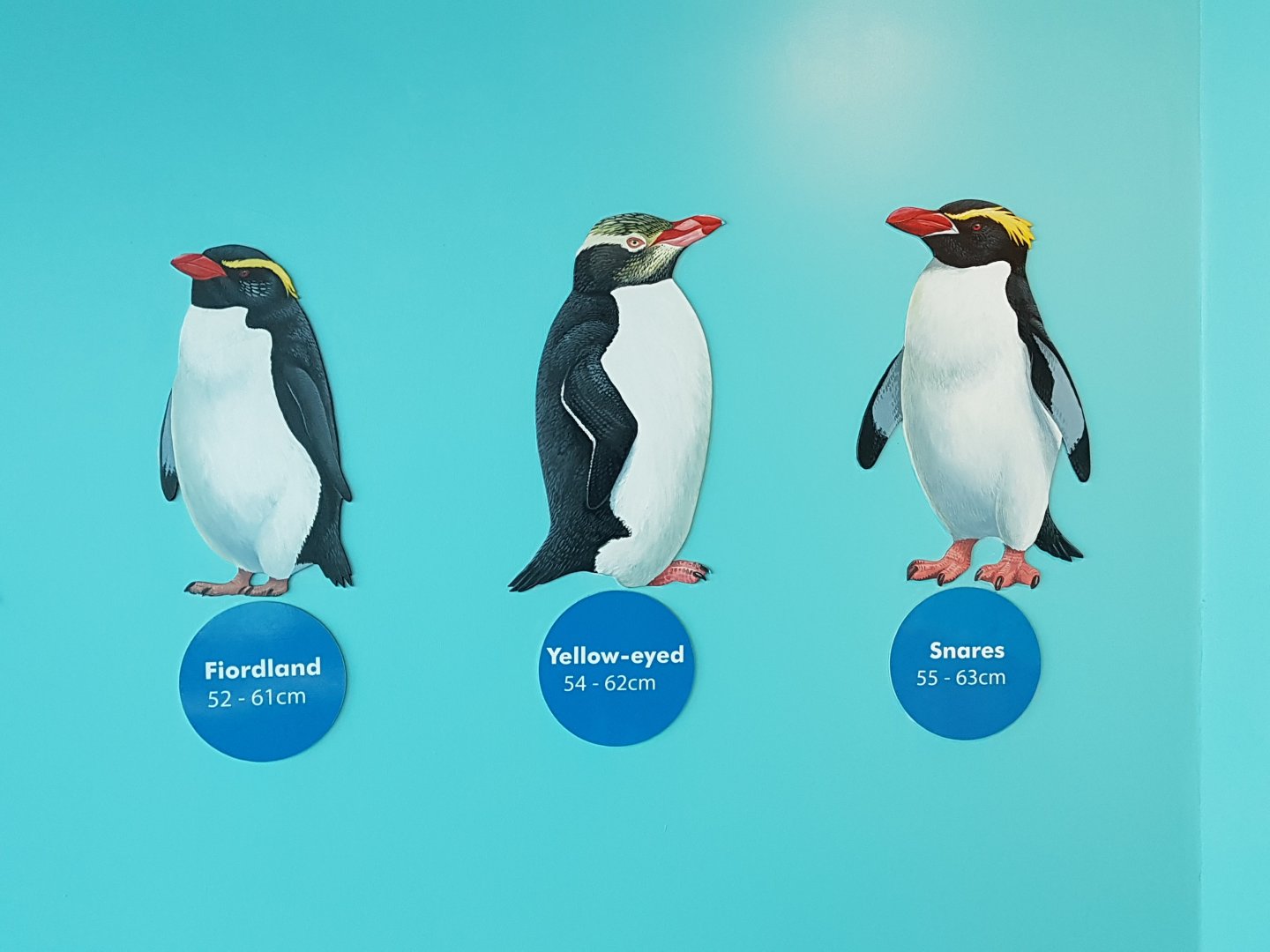 Penguin species sign