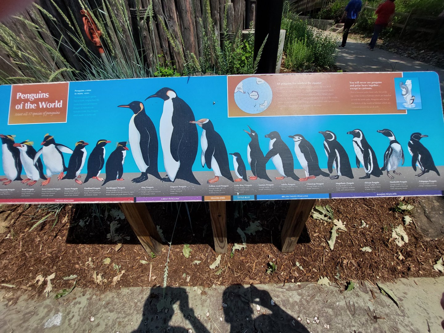 Penguin Species Signage