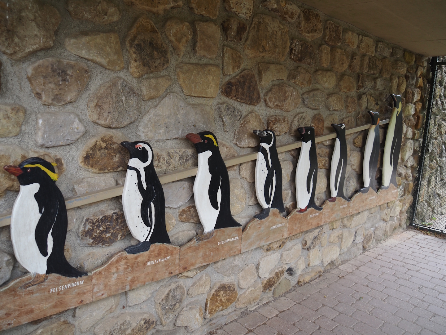 Penguin species size comparison in the entrance to the Humboldt penguin and Inca tern aviary, 2025-05-22