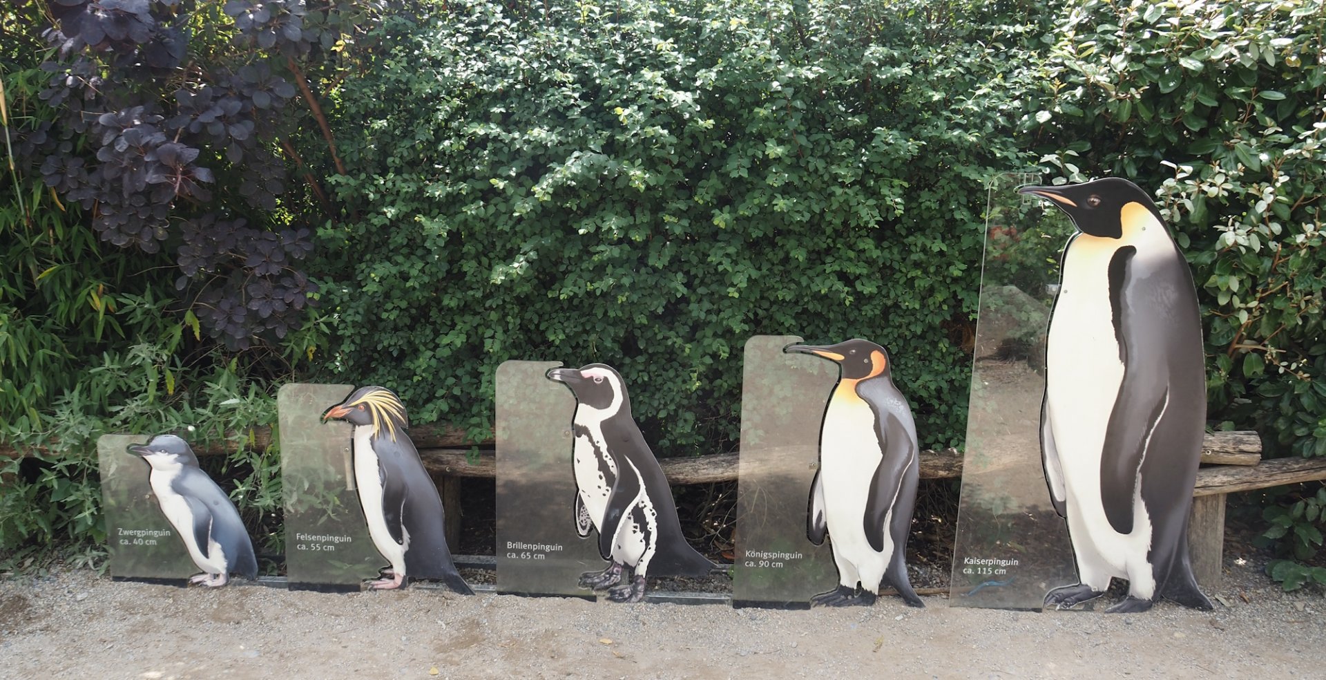 Penguin species size comparison signs, 2024-08-05