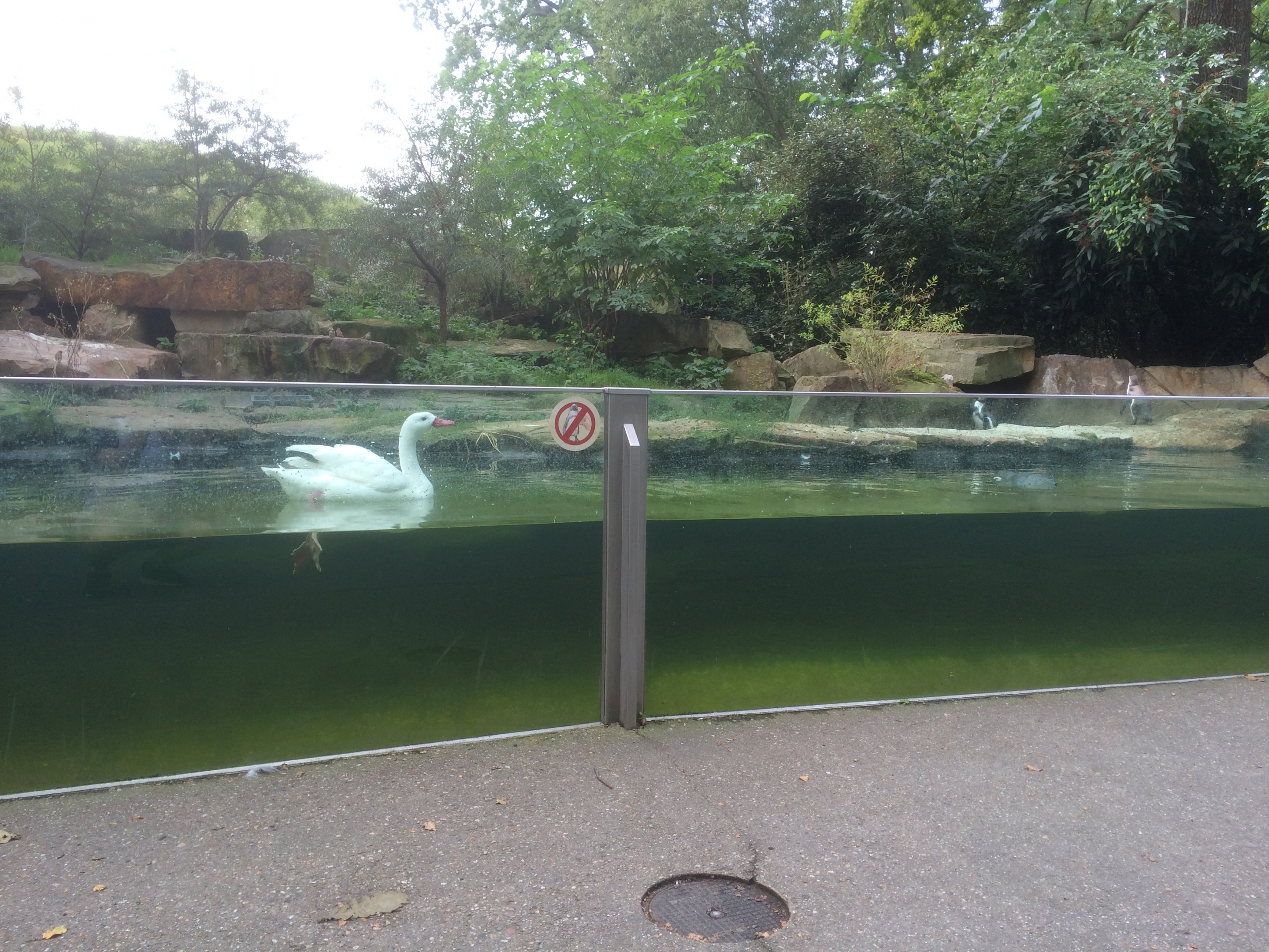 Penguin & swan enclosure