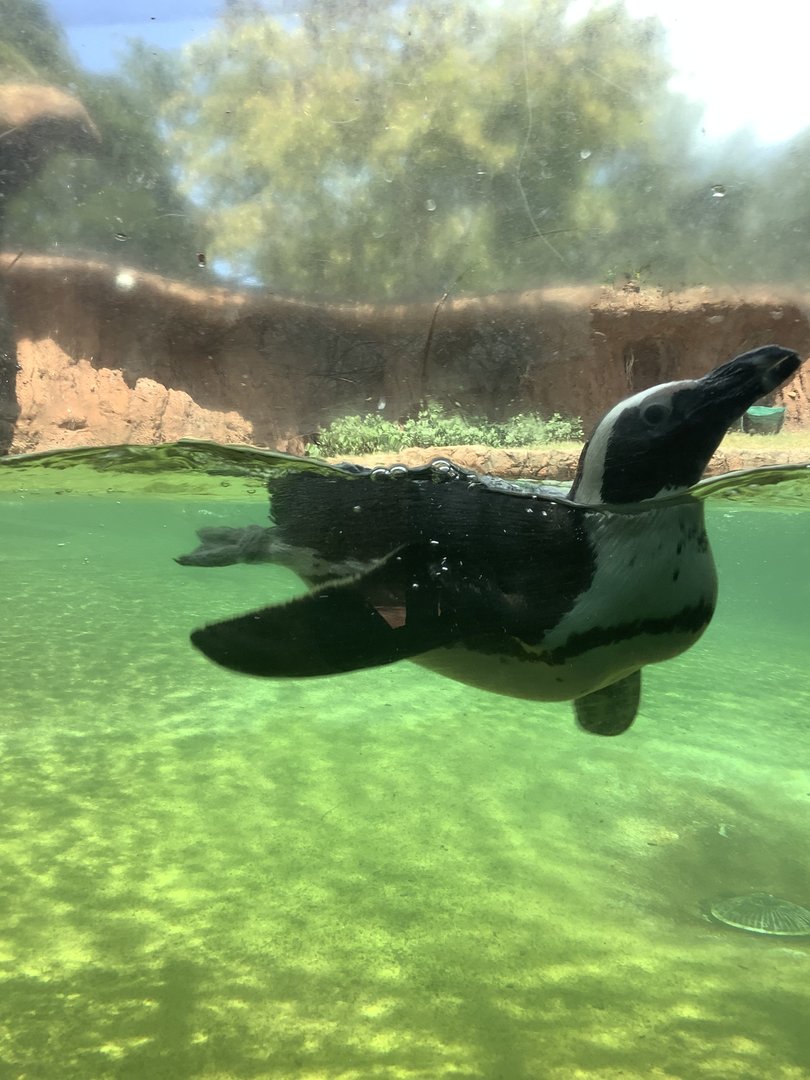 Penguin Swimming 3/25/23