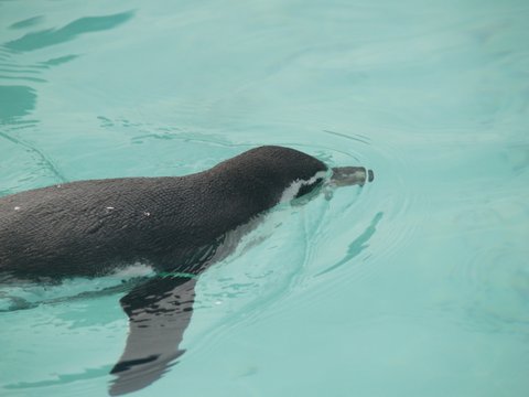 penguin swimming